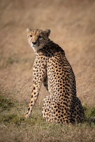 Cheetah Sits Dry Grass Looking Back — Stock Photo, Image