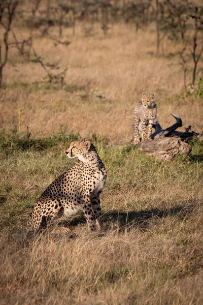 Gepard Nachází Mládě Stojící Log — Stock fotografie