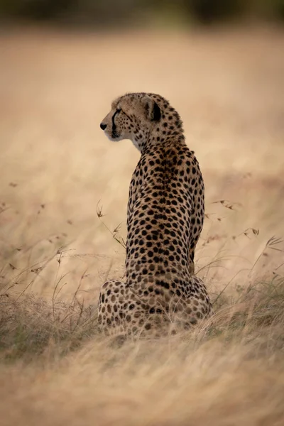 Gepard Sedí Dlouhé Trávě Obrácené Doleva — Stock fotografie