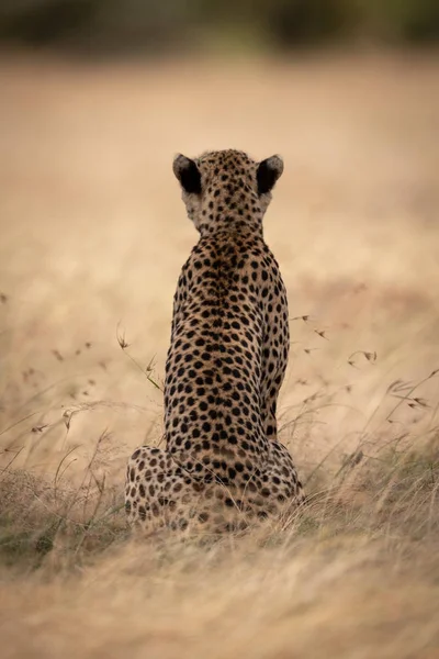 Cheetah Siedzi Długiej Trawy Tyłem — Zdjęcie stockowe
