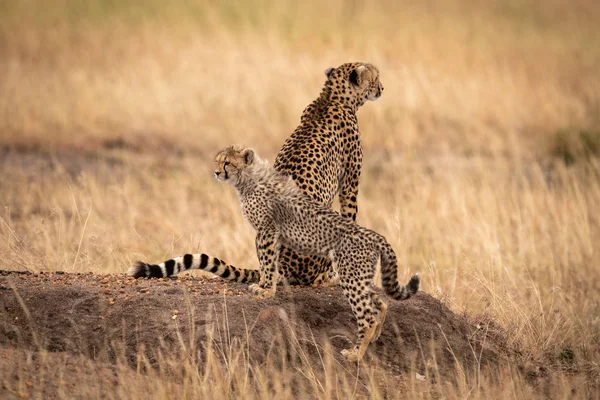 Cheetah Sienta Tierra Montículo Por Cachorro —  Fotos de Stock