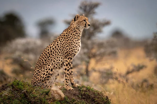 Cheetah Senta Monte Gramado Entre Árvores — Fotografia de Stock