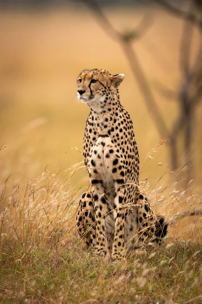 Cheetah Senta Grama Longa Lado Árvore — Fotografia de Stock