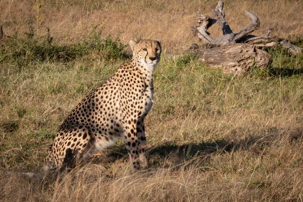 Gepard Nachází Mrtvé Evidencí Trávě — Stock fotografie