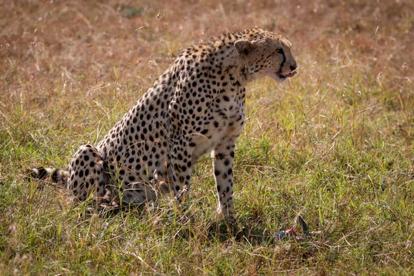 Cheetah Senta Lambendo Lábios Sobre Matar — Fotografia de Stock