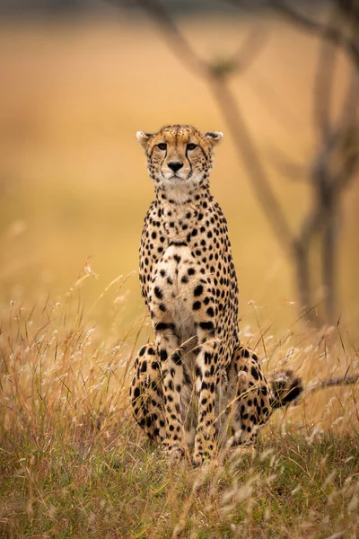 Cheetah Senta Grama Longa Enfrentando Câmera — Fotografia de Stock