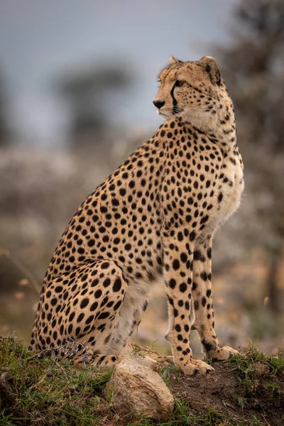 Cheetah Sienta Montículo Cubierto Hierba Mirando Hacia Atrás — Foto de Stock