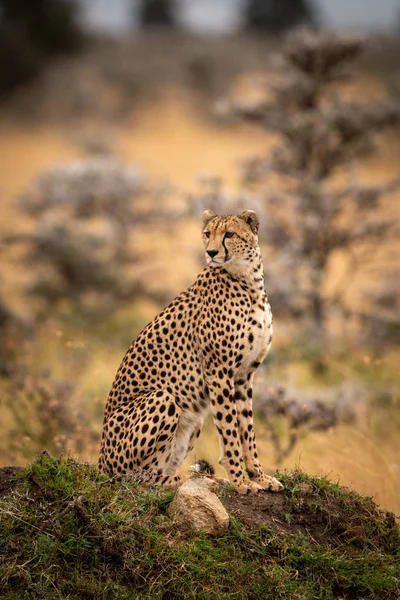 Cheetah Zit Met Gras Begroeide Heuvel Zoek Ronde — Stockfoto