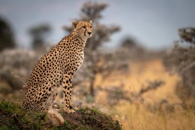 Cheetah kafa dönme çimenli höyük üzerinde oturur