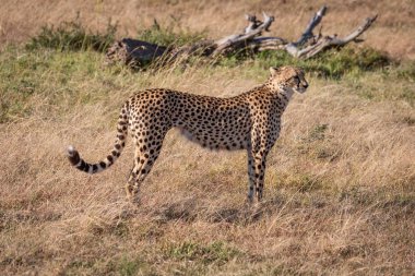 Cheetah ayakta çimenli düz profil