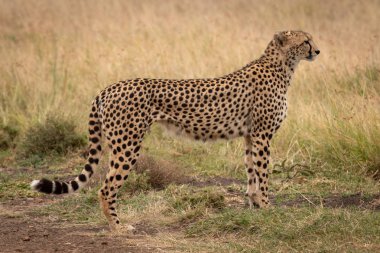 Kısa otların arasında profil ayakta Çita