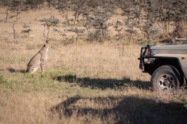 Safari kamyon önünde oturarak Çita