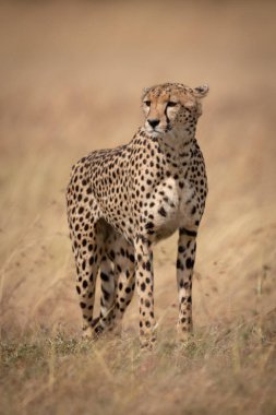 Uzun otların sola bakan cheetah ayakta
