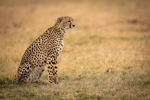 Cheetah Sits Grassy Plain Profile — Stock Photo, Image