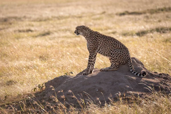 Cheetah Sits Termite Mound Profile — Stock Photo, Image