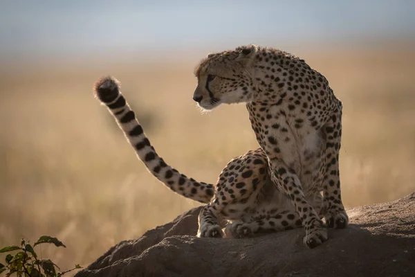 Cheetah Sits Termite Mound Leaning Left — Stock Photo, Image