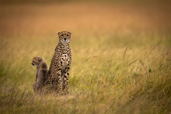 Cheetah Siede Fianco Fianco Con Cucciolo Prateria — Foto Stock