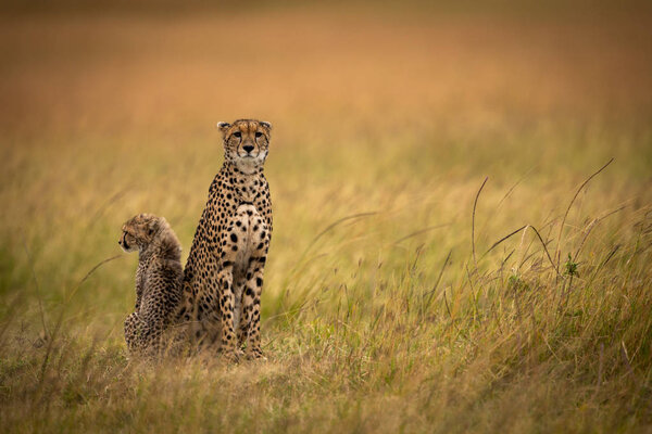 Cheetah sits side-by-side with cub in grassland