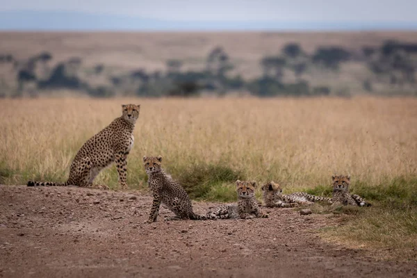 Cheetah Senta Pista Lado Quatro Filhotes — Fotografia de Stock