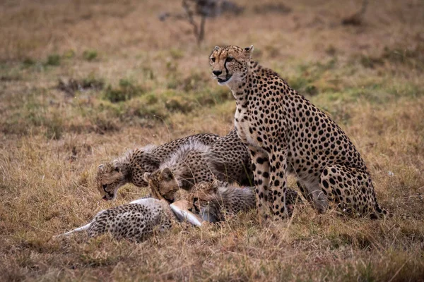 Cheetah Sits Watching Cubs Eat Thomson Gazelle — Stock Photo, Image