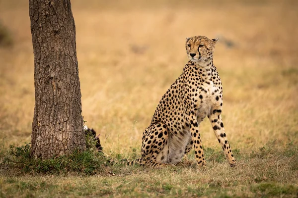 Cheetah Sits Staring Tree Grass — Stock Photo, Image