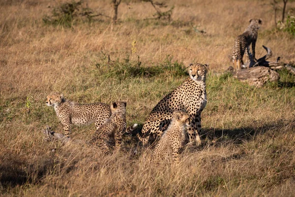 Cheetah Est Assis Avec Quatre Oursons Sur Savane — Photo