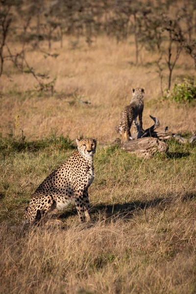 Cheetah Zit Met Cub Staande Log — Stockfoto