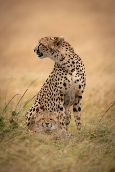 Cheetah Sienta Con Cachorro Sus Pies — Foto de Stock