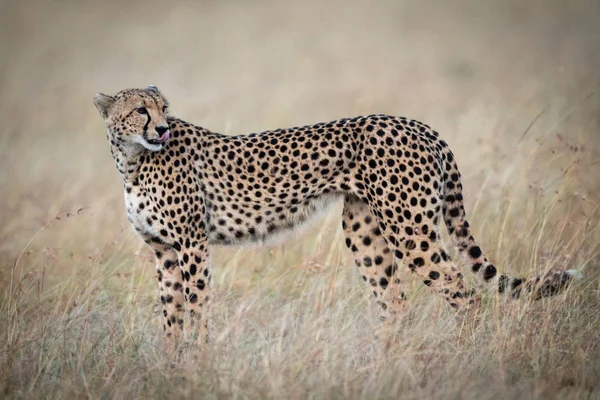 Gepard Steht Langen Gras Und Leckt Lippen — Stockfoto