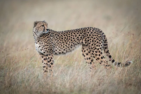 Gepard Postavení Vysoké Trávě Ohlédnutí — Stock fotografie