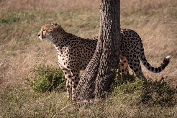 Cheetah Stands Tree Trunk Grass — Stock Photo, Image