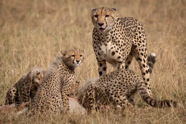 Cheetah Para Mientras Los Cachorros Comen Gacela Thomson —  Fotos de Stock