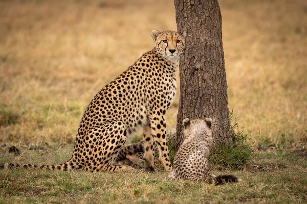 Cheetah Senta Com Seu Filhote Lado Árvore — Fotografia de Stock