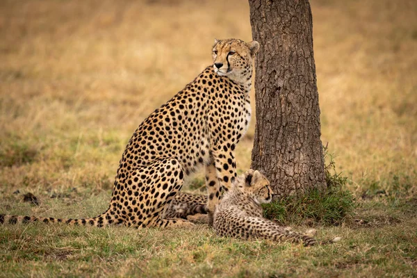 Cheetah Zit Met Haar Cub Door Boom — Stockfoto