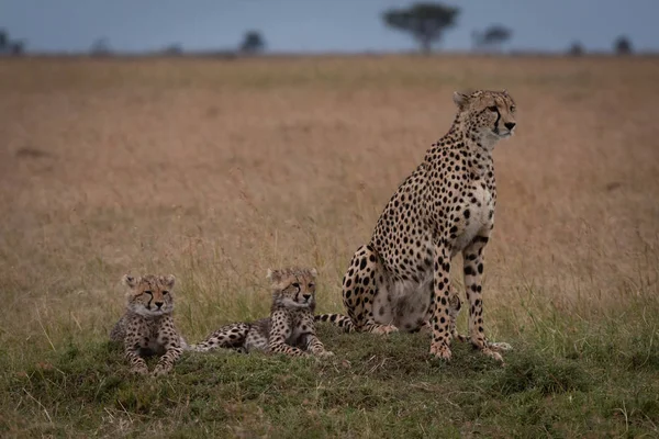 Cheetah Sitter Med Två Ungar Gräsmark — Stockfoto