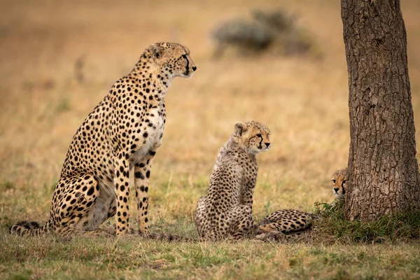 Cheetah Senta Com Dois Filhotes Lado Árvore — Fotografia de Stock