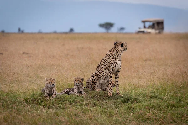 Cheetah Sitter Med Två Ungar Titta Lastbil — Stockfoto