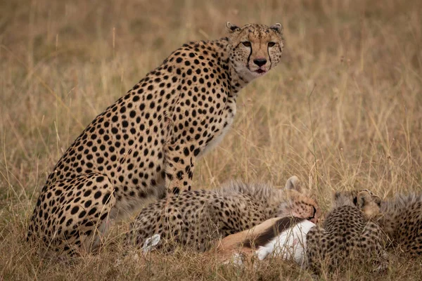 Cheetah Sentado Como Filhotes Comer Thomson Gazelle — Fotografia de Stock