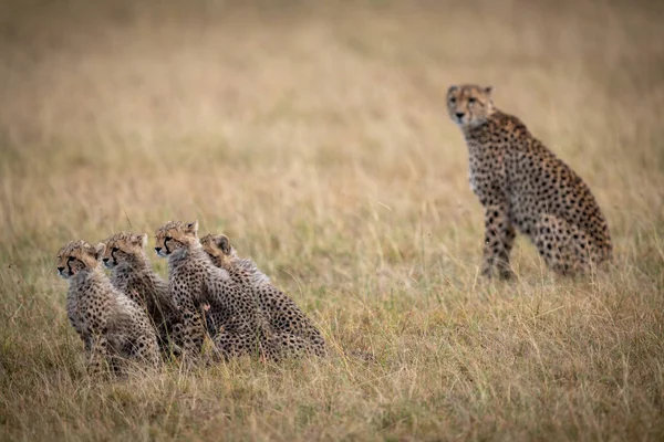 Cheetah Sentado Lado Quatro Filhotes Savana — Fotografia de Stock