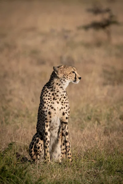Cheetah Sitting Dry Grass Facing Right — Stock Photo, Image