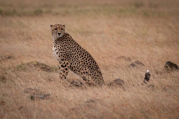 Cheetah Zittend Het Gras Omgeven Door Rotsen — Stockfoto