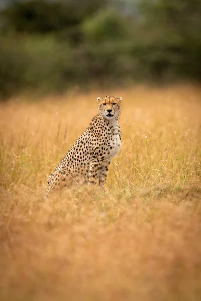 Cheetah Sentado Hierba Larga Frente Cámara — Foto de Stock