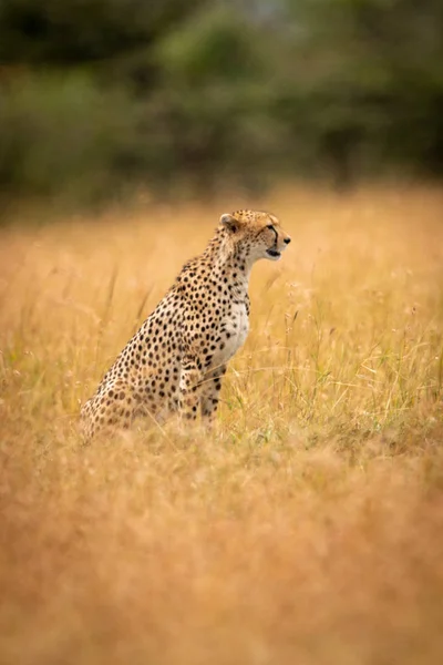 Cheetah Zit Het Lange Gras Door Bomen — Stockfoto