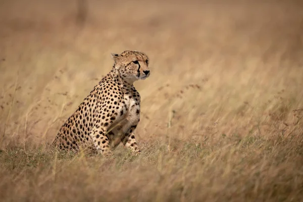 Cheetah Sentado Hierba Larga Mirando Derecha —  Fotos de Stock