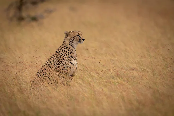 Gepard Sitzt Langen Gras Und Starrt Nach Rechts — Stockfoto