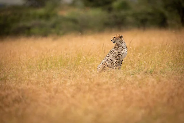 Cheetah Sentado Grama Longa Virando Cabeça — Fotografia de Stock