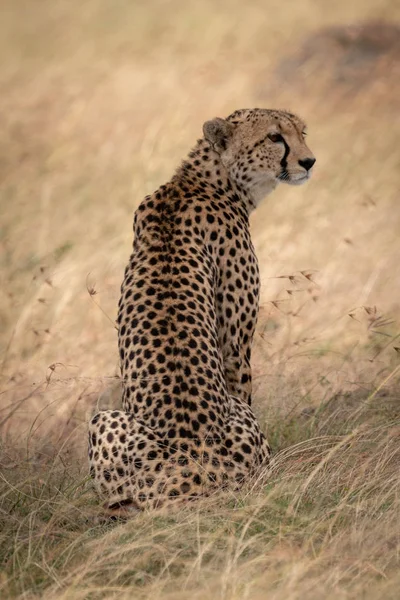 Cheetah Sitting Long Grass Turning Right — Stock Photo, Image