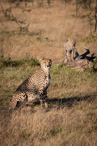 Cheetah Sitter Nära Cub Stående Stock — Stockfoto