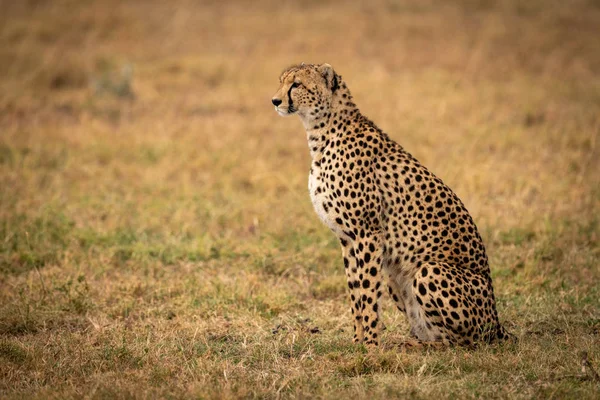 Cheetah Sentado Grama Olhando Frente — Fotografia de Stock