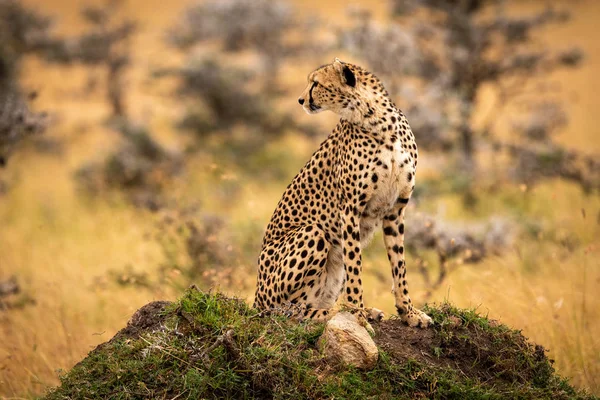 Gepard Sedí Travnatý Pahorek Ohlíží Zpět — Stock fotografie